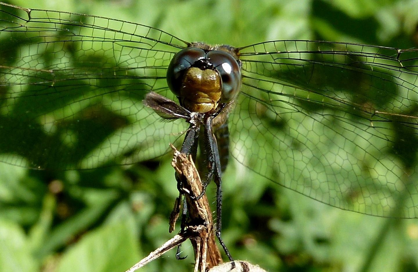 Galleria di insetti predatori e loro prede